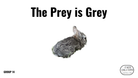 Direct Decodable – The Prey Is Grey - Group 14 Level A