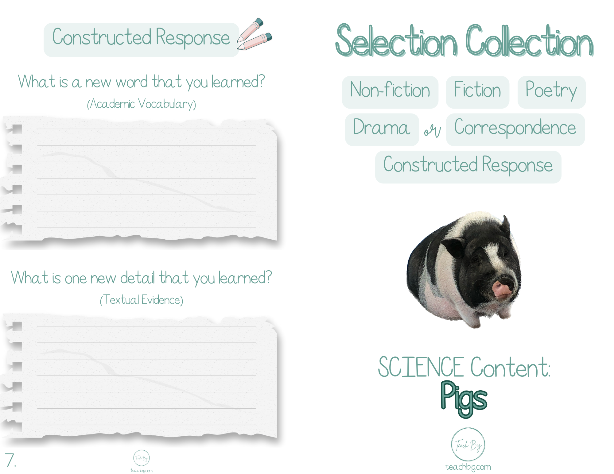 Selection Collection Pigs | Included In The Selection You Will Find A Nonfiction Piece Fiction