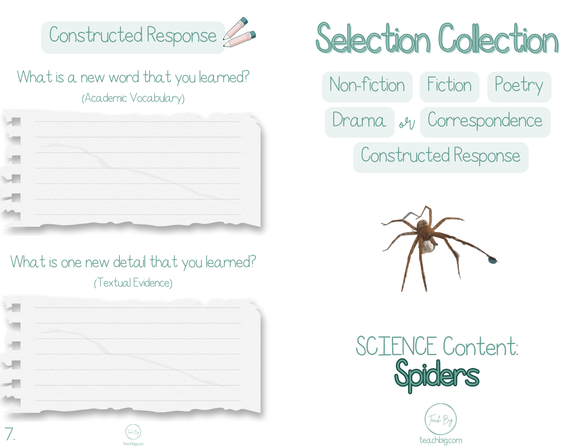 Selection Collection Spiders | Included In The Selection You Will Find A Nonfiction Piece Fiction