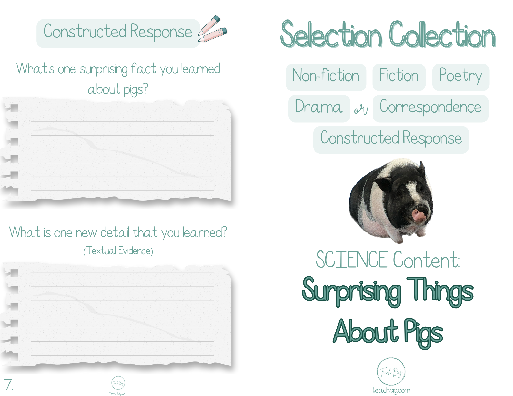 Selection Collection - Science Surprising Things About Pigs | Included In The You Will Find A